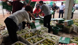 澧县吃瓜最新事件爆料新闻,揭秘当地最新热点舆情动态